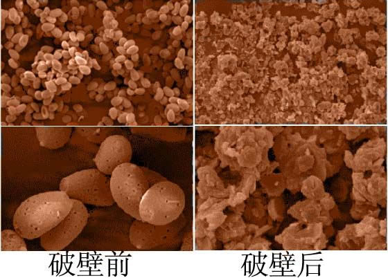 破壁灵芝孢子粉破壁率重要吗？