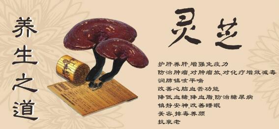 灵芝孢子粉长期吃危险是真的吗？破壁灵芝孢子粉的副作用？怎么避免？
