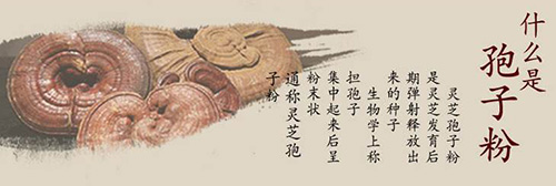 破壁灵芝孢子粉怎么吃才更有效果？听听医院专家怎么说