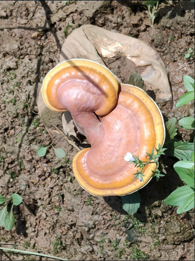 正常人可以吃灵芝孢子粉吗？