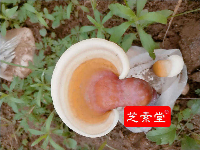 正常人能喝灵芝孢子粉吗？很多人都不知道！