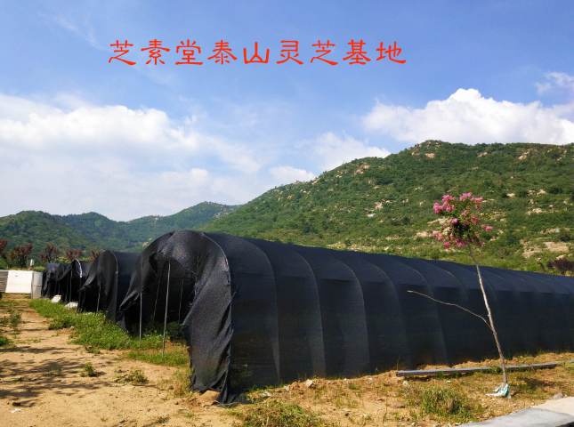 粤微灵芝孢子粉怎么样? 粤微灵芝孢子粉怎么样?