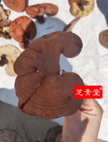 灵芝袍子粉能舯廇吗 ? 灵芝袍子粉能舯廇吗 ?