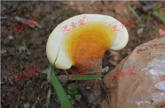 寿仙谷灵芝孢子粉官网卖的灵芝孢子粉效果好吗？