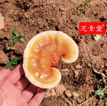 化疗前吃什么好增加病人耐受能力？