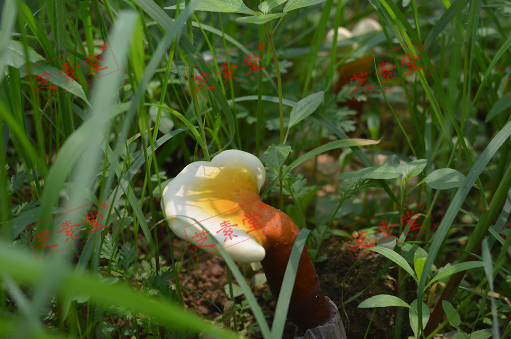 长期服用灵芝孢子粉有副作用吗？