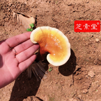 血脂血糖高吃什么好一些呢？