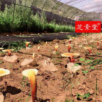 内分泌失调怎么调理好呢？