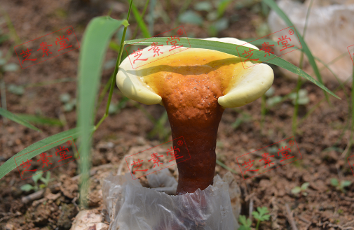 灵芝孢子粉质量排名首位是哪个？
