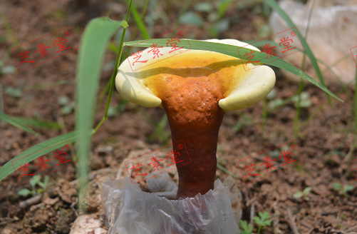 灵芝孢子粉哪家正宗，看了才知道！
