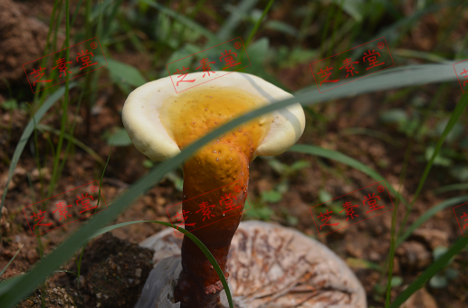 服用灵芝孢子粉皮肤变化竟然这样！