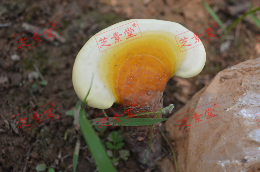 灵芝孢子粉年轻人可以吃吗？效果怎么样？