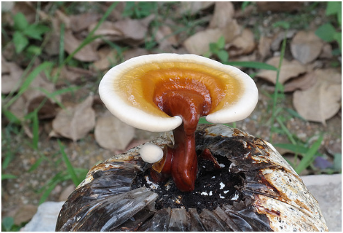 灵芝孢子粉的功效与主治功能90%的人不了解！