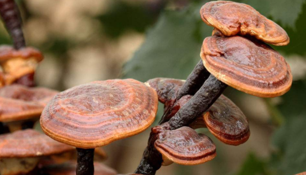 这三种人千万不能碰灵芝孢子粉，你知道吗？