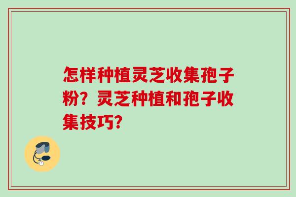 怎样种植灵芝收集孢子粉？灵芝种植和孢子收集技巧？