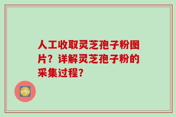 人工收取灵芝孢子粉图片？详解灵芝孢子粉的采集过程？