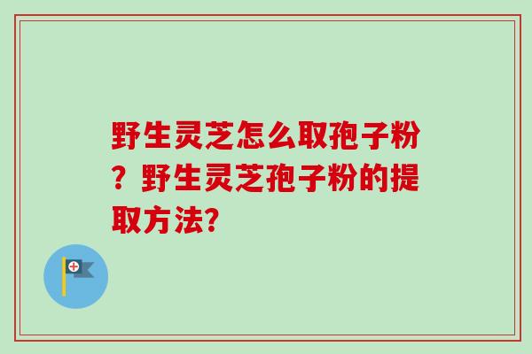 野生灵芝怎么取孢子粉？野生灵芝孢子粉的提取方法？