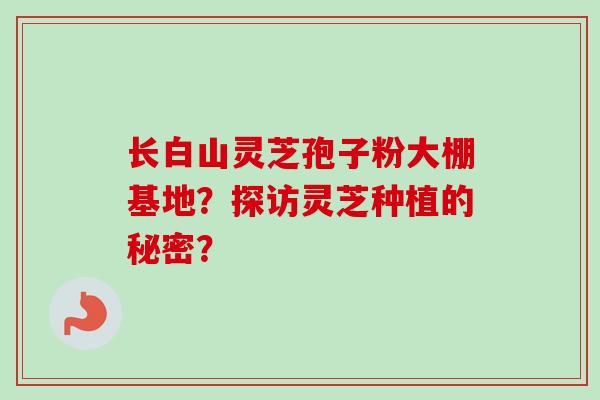 长白山灵芝孢子粉大棚基地？探访灵芝种植的秘密？
