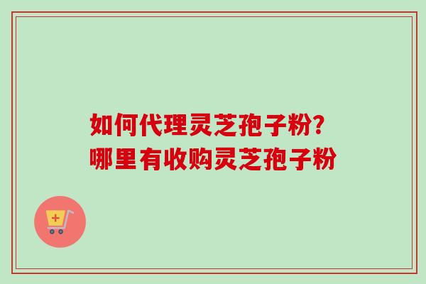 如何代理灵芝孢子粉？哪里有收购灵芝孢子粉
