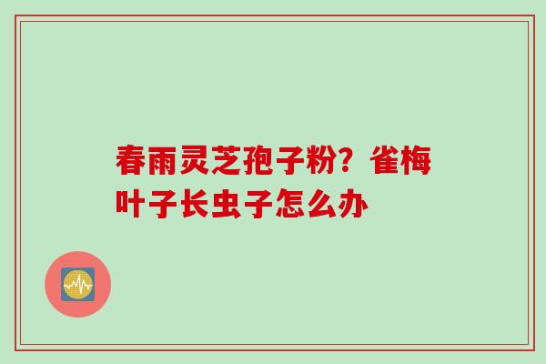 春雨灵芝孢子粉？雀梅叶子长虫子怎么办