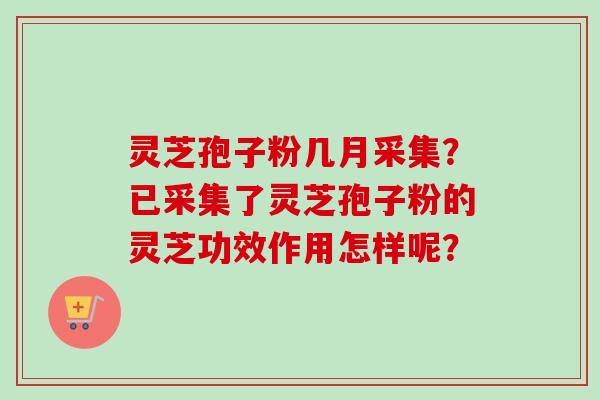 灵芝孢子粉几月采集？已采集了灵芝孢子粉的灵芝功效作用怎样呢？