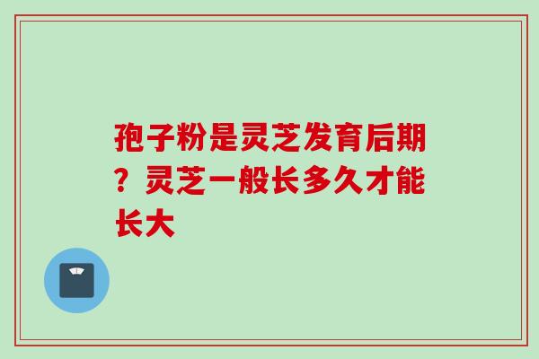 孢子粉是灵芝发育后期?灵芝一般长多久才能长大 孢子粉是灵芝发育后期?灵芝一般长多久才能长大