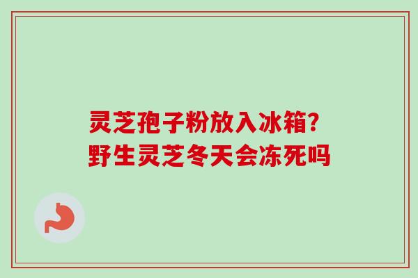 灵芝孢子粉放入冰箱？野生灵芝冬天会冻死吗
