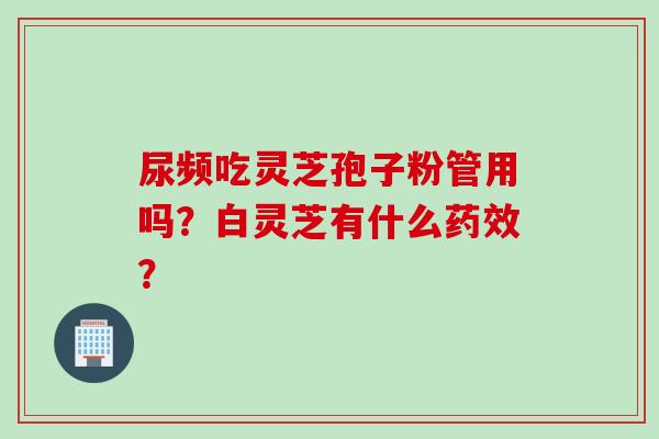 尿频吃灵芝孢子粉管用吗？白灵芝有什么药效？