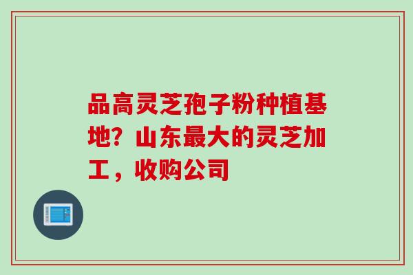 品高灵芝孢子粉种植基地？山东最大的灵芝加工，收购公司
