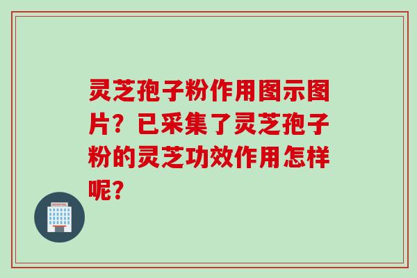 灵芝孢子粉作用图示图片？已采集了灵芝孢子粉的灵芝功效作用怎样呢？