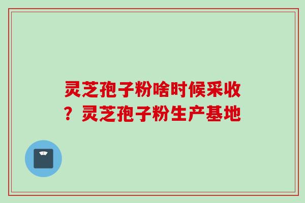 灵芝孢子粉啥时候采收？灵芝孢子粉生产基地
