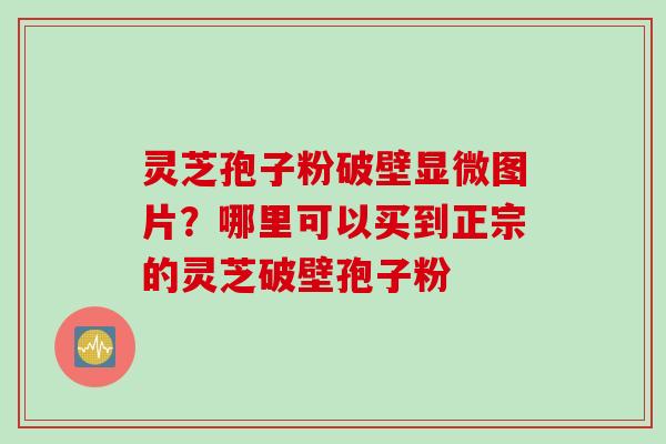 灵芝孢子粉破壁显微图片?哪里可以买到正宗的灵芝破壁孢子粉 灵芝孢子粉破壁显微图片?哪里可以买到正宗的灵芝破壁孢子粉