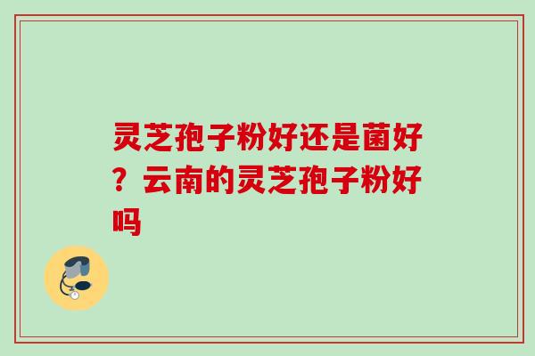 灵芝孢子粉好还是菌好？云南的灵芝孢子粉好吗