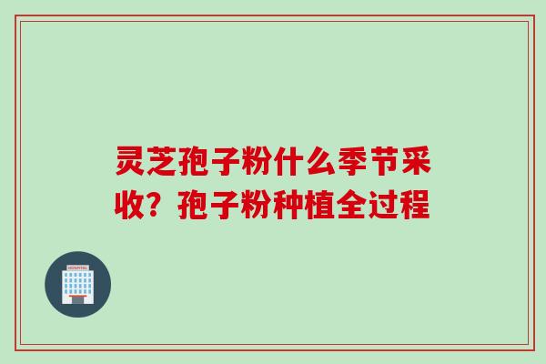 灵芝孢子粉什么季节采收？孢子粉种植全过程