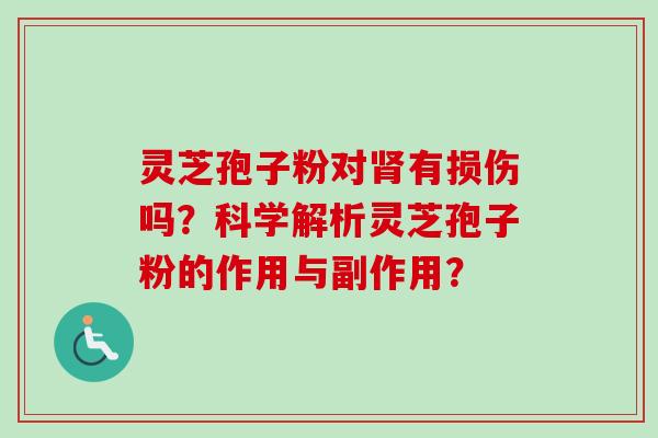 灵芝孢子粉对肾有损伤吗？科学解析灵芝孢子粉的作用与副作用？
