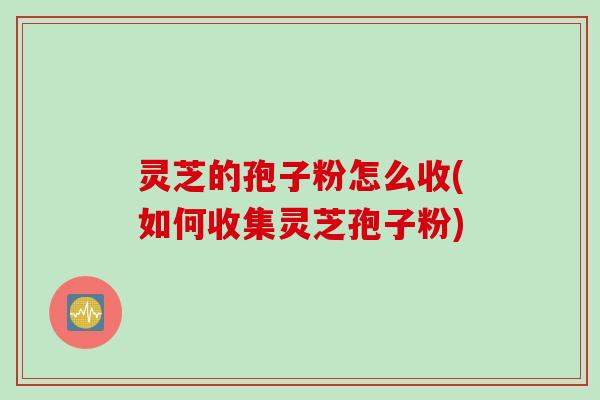 灵芝的孢子粉怎么收(如何收集灵芝孢子粉)