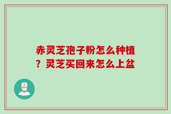 赤灵芝孢子粉怎么种植？灵芝买回来怎么上盆
