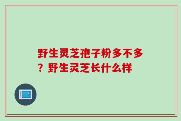 野生灵芝孢子粉多不多？野生灵芝长什么样