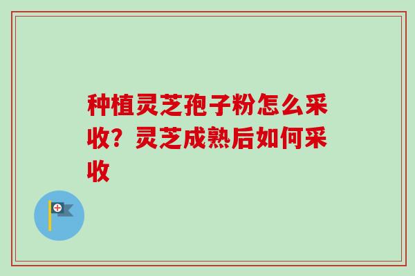 种植灵芝孢子粉怎么采收？灵芝成熟后如何采收