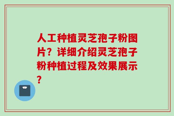 人工种植灵芝孢子粉图片？详细介绍灵芝孢子粉种植过程及效果展示？