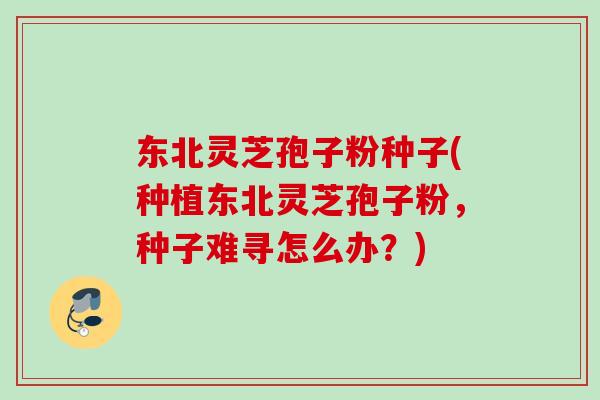 东北灵芝孢子粉种子(种植东北灵芝孢子粉,种子难寻怎么办?) 东北灵芝孢子粉种子(种植东北灵芝孢子粉,种子难寻怎么办?)