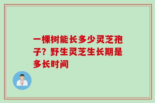一棵树能长多少灵芝孢子？野生灵芝生长期是多长时间