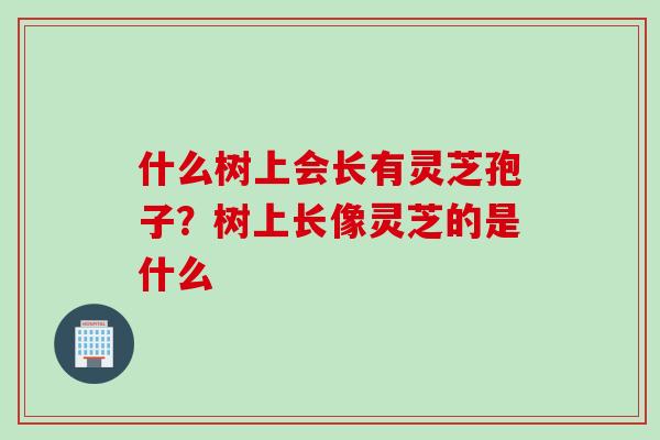 什么树上会长有灵芝孢子？树上长像灵芝的是什么