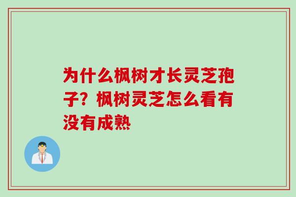 为什么枫树才长灵芝孢子？枫树灵芝怎么看有没有成熟