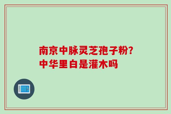 南京中脉灵芝孢子粉？中华里白是灌木吗