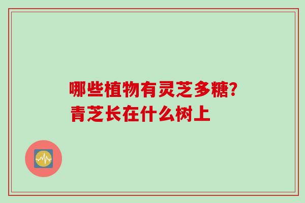 哪些植物有灵芝多糖？青芝长在什么树上