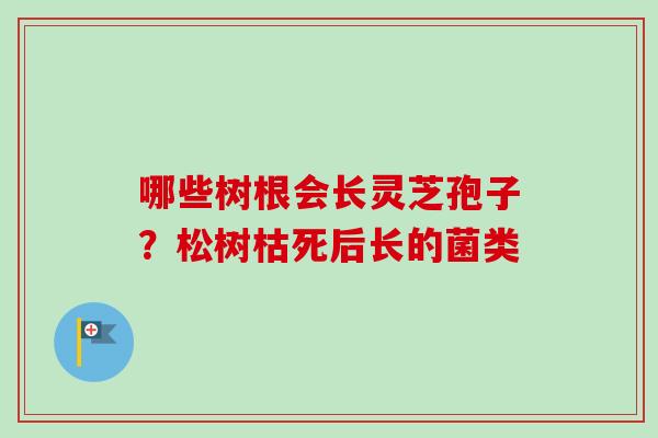 哪些树根会长灵芝孢子？松树枯死后长的菌类