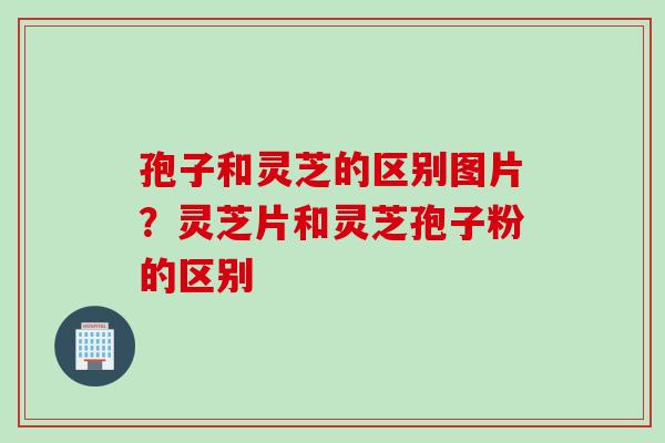 孢子和灵芝的区别图片？灵芝片和灵芝孢子粉的区别