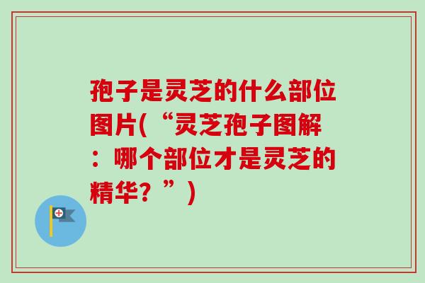 孢子是灵芝的什么部位图片(“灵芝孢子图解：哪个部位才是灵芝的精华？”)