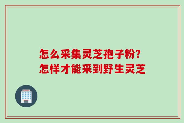怎么采集灵芝孢子粉？怎样才能采到野生灵芝